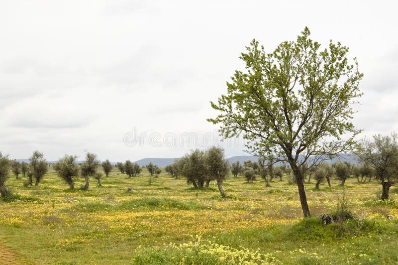 Neglected olive grove in Ciudad Real countryside (Spain). Overcast grove stock images, royalty-free photos and pictures