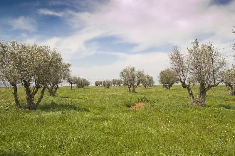 Olive grove in Ciudad Real countryside (Spain). Overcast grove stock images, royalty-free photos and pictures