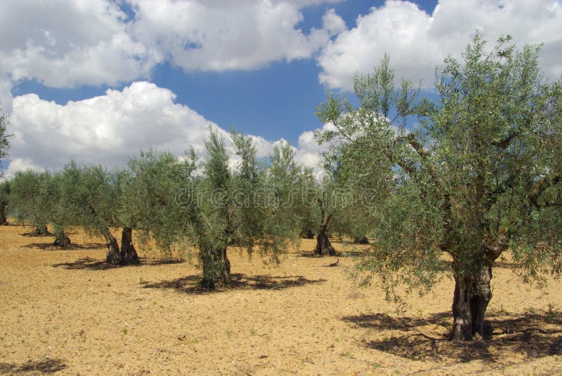 Olive grove royalty free stock photography
