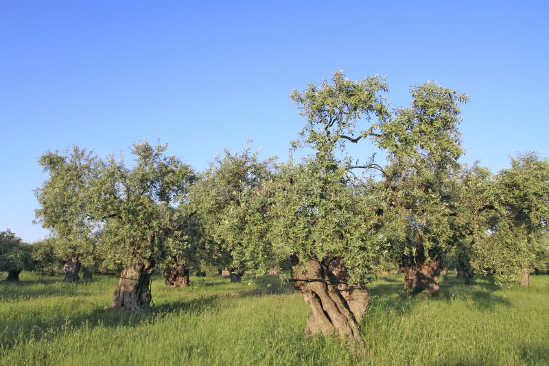 Olive grove in Greece stock photo. Image of plant, land 31381680