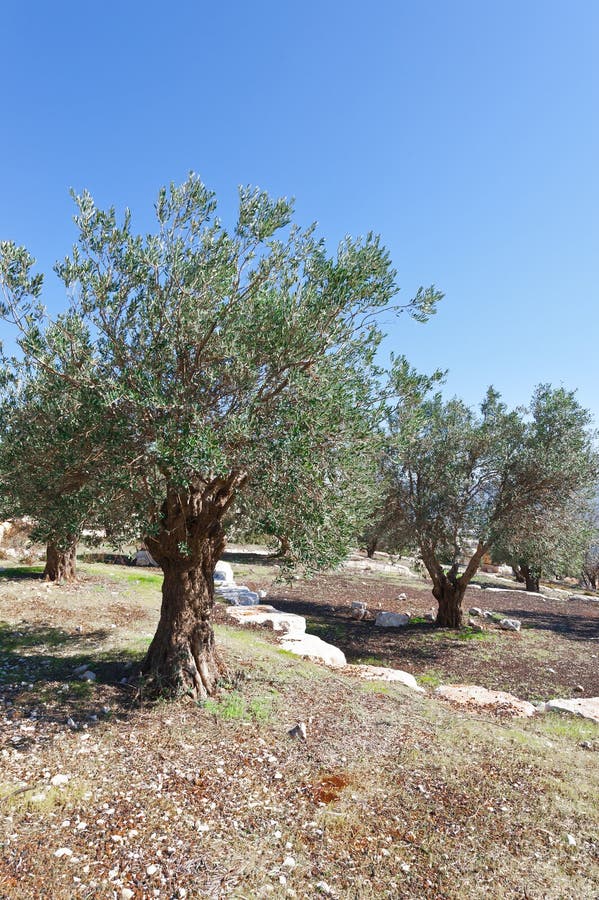 Olive Grove stock photo. Image of palestine, landscape 72433842