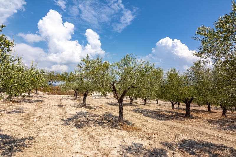 Olive Grove on Rhodes Island, Greece Stock Photo Image of country