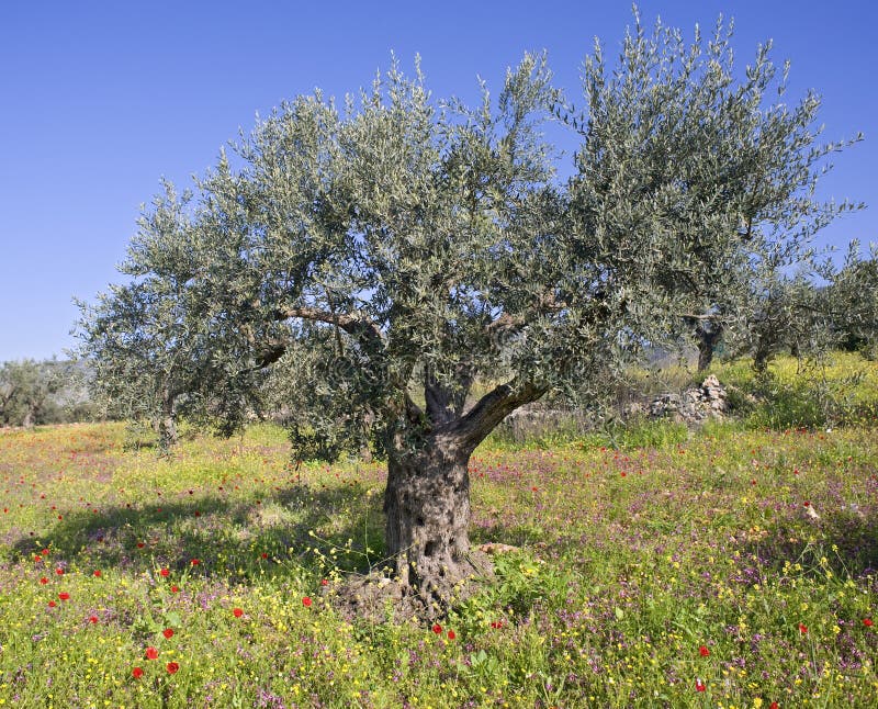 Olive grove in spring stock image. Image of growing, bright 8938445