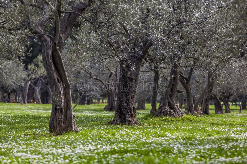 Olive grove in the spring stock photo. Image of scenics 68946128