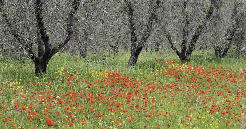 Olive grove with the trees in a colorful poppy field south of Pienza near San Quirico Val O`Orica Tuscany