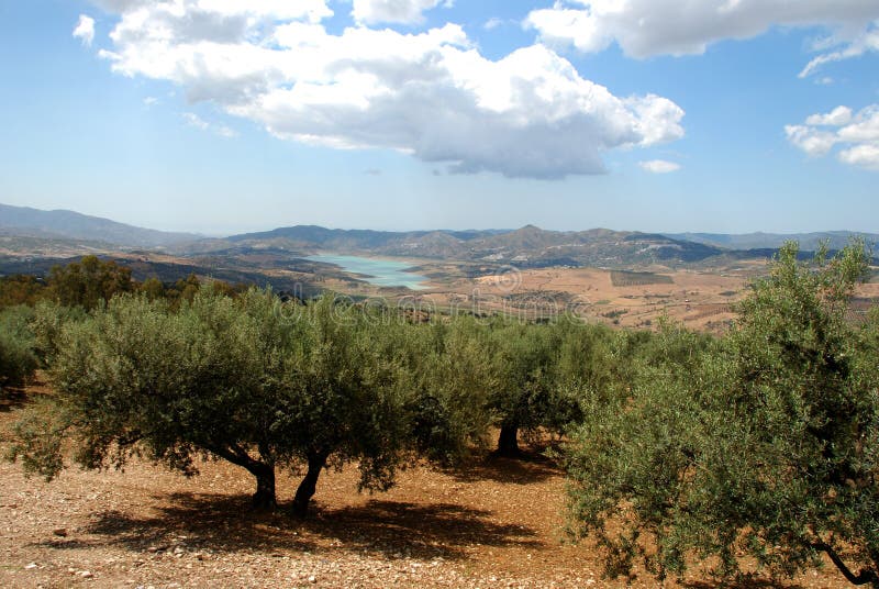 Olive groves, Axarquia, Spain. royalty free stock photos