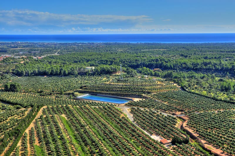 Olive groves in Costa Daurada, Spain