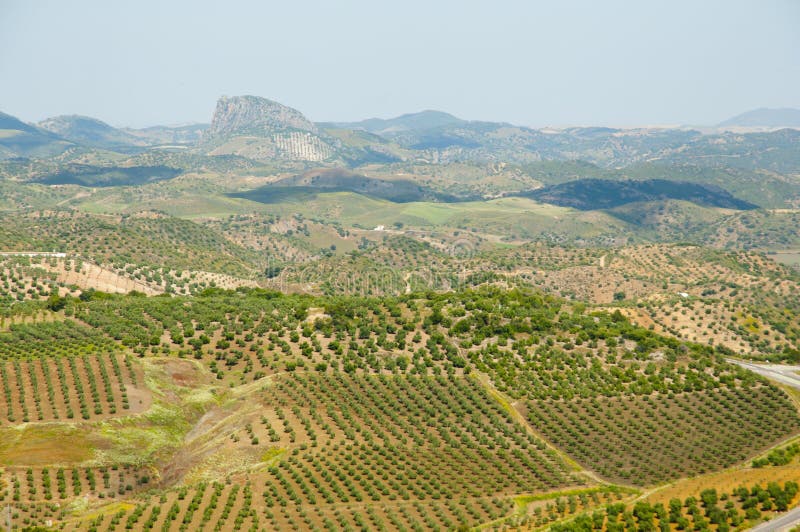 Olive Groves Malaga Spain Stock Photo Image of fertile, harvest 94886516