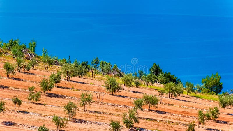 Olive groves by the sea in Dalmatia stock photography