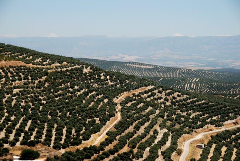 Olive groves, Ubeda, Spain. royalty free stock images