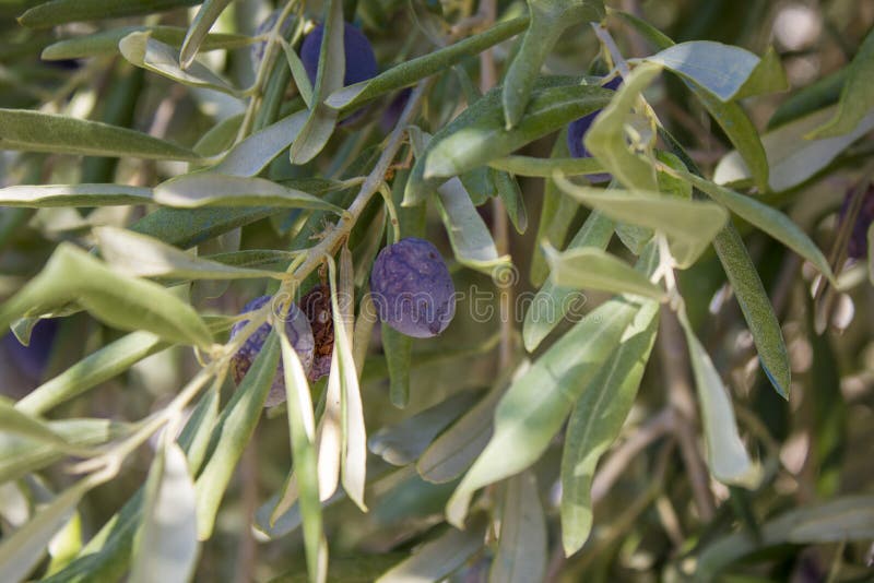Olive Growing on Olive Tree at Summer Season Stock Photo Image of