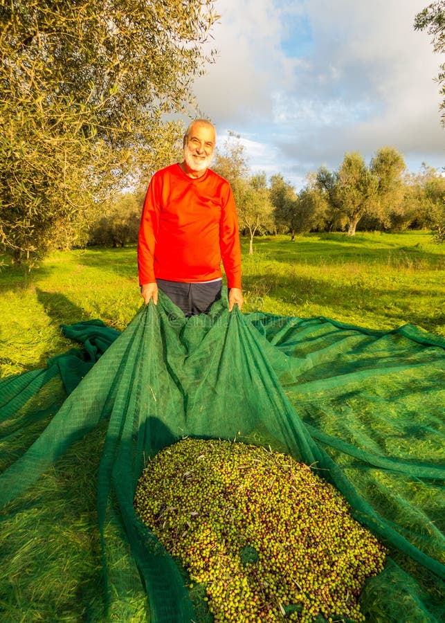 Olive harvest royalty free stock image Olive harvest royalty free stock image