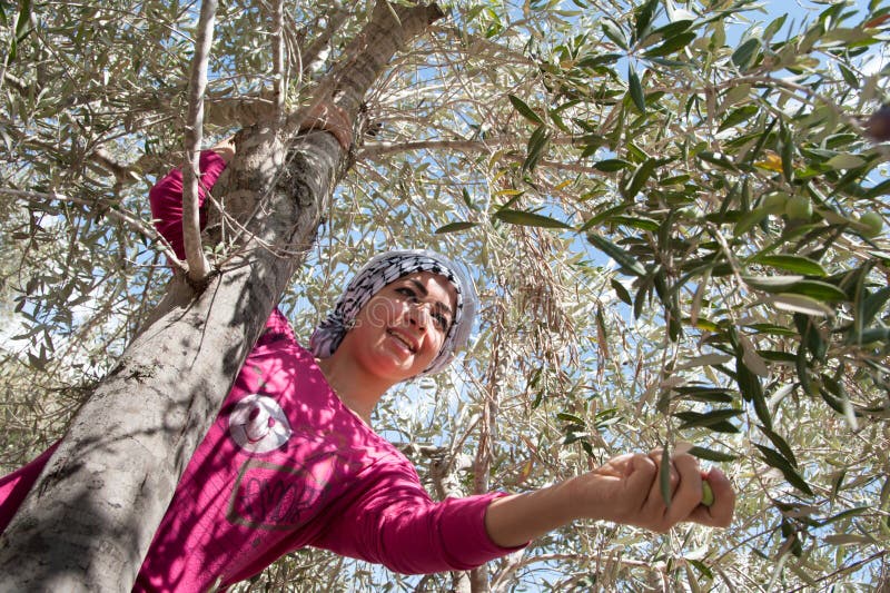 Olive harvest in Palestine