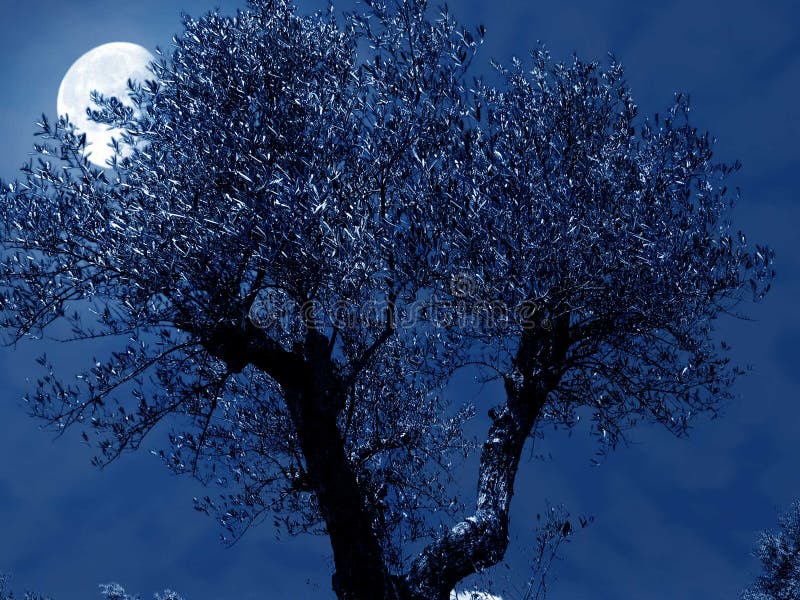 Olive night stock image. Image of hide, peace, calm, cold - 237377