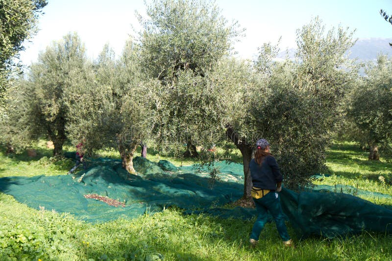 Olive Harvest in the Countryside in Italy Editorial Stock Image Image of biological, oleic