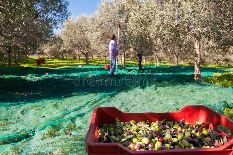 Olive picking time stock photo. Image of harvester, fruit 62602870