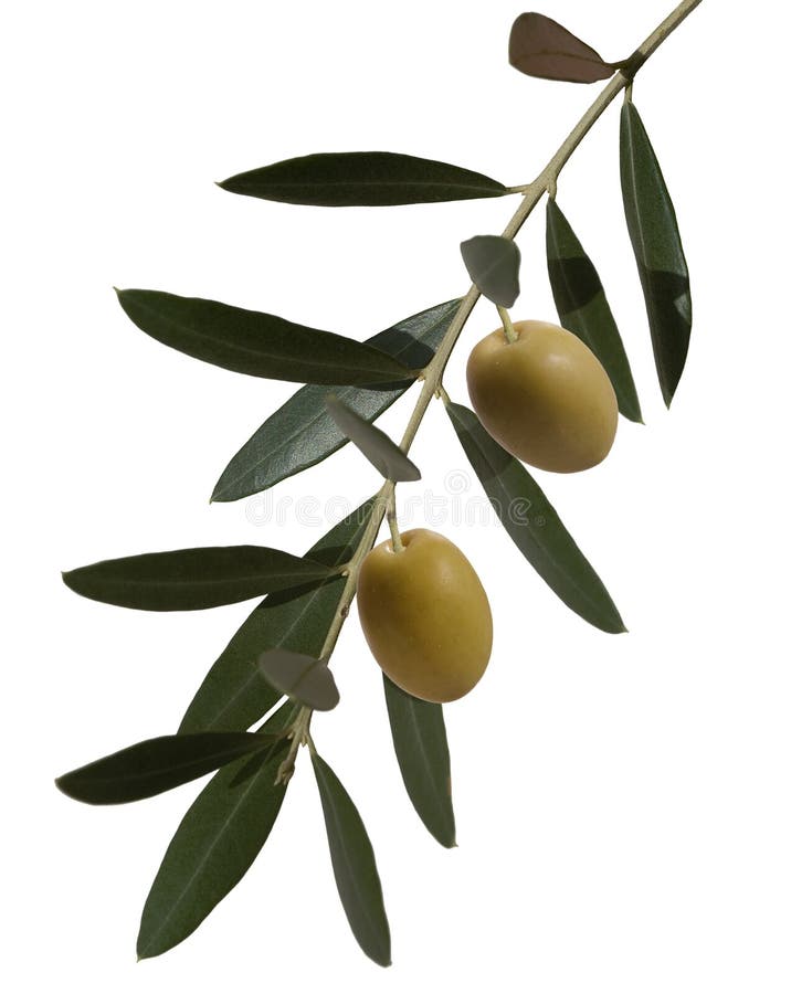 Olive plant branch stock image. Image of green, nature 18596209