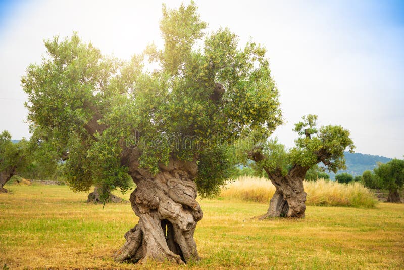 Olive Plantation with Old Olive Tree in the Apulia Region of Italy