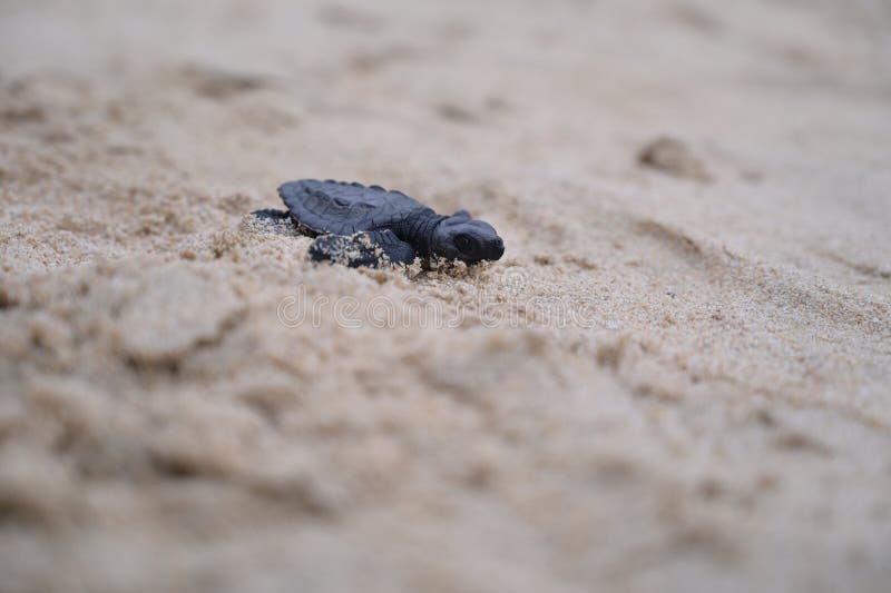 Close Up Release of Olive Ridley sea turtle hatchlings stock photography