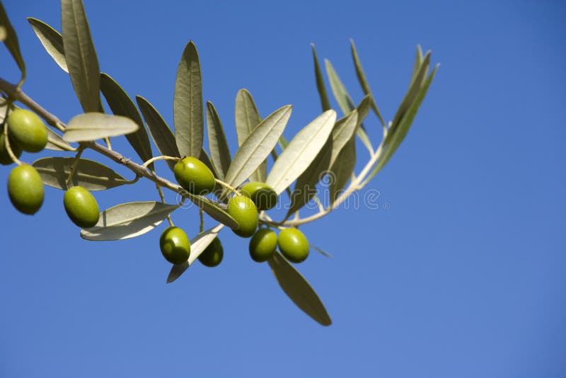 Olive s branches