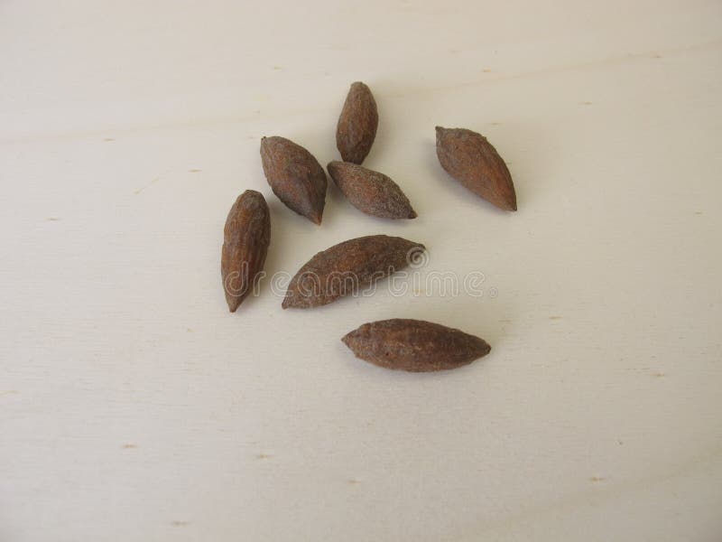 Olive Seeds To Grow an Olive Tree Stock Photo Image of olives, sowing