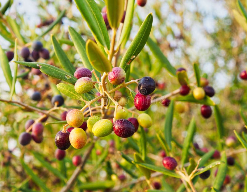 Olive selvatiche che maturano e che si raggrinziscono sull'albero fotografie stock Olive selvatiche che maturano e che si raggrinziscono sull'albero fotografie stock