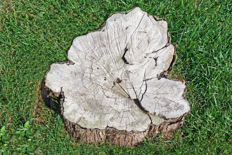 384 Olive Stump Stock Photos Free & RoyaltyFree Stock Photos from