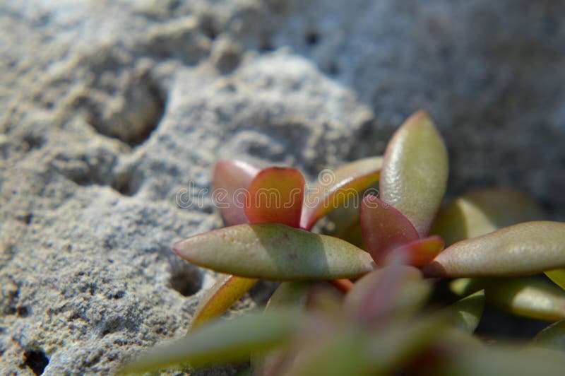 Olive succulent macro stock image. Image of green, ground - 154992867