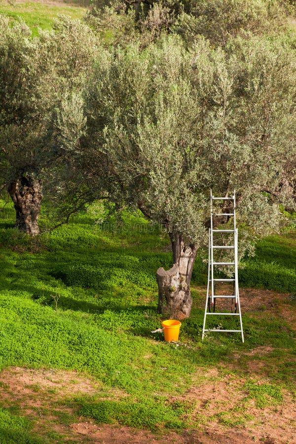 olive tidtree för trädgårds- skörd royaltyfri bild olive tidtree för trädgårds- skörd royaltyfri bild