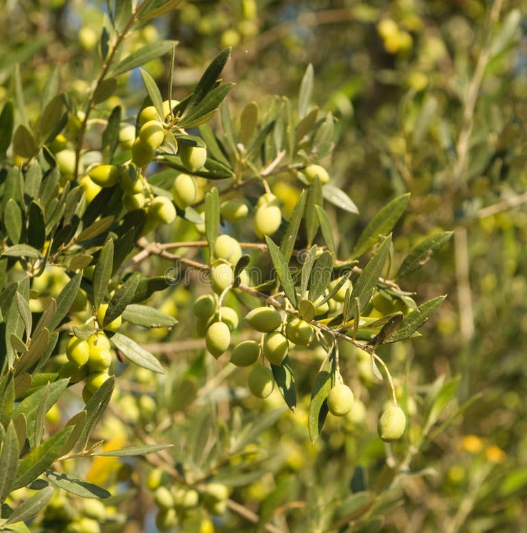 785 Kalamata Olive Tree Stock Photos Free & RoyaltyFree Stock Photos