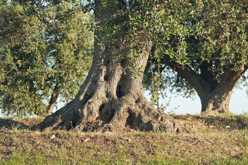 Olivträd arkivfoto