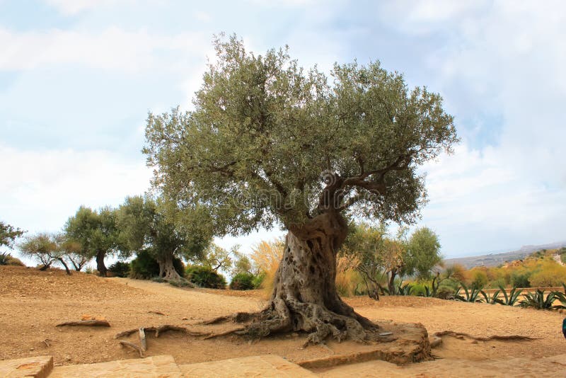 Olive tree