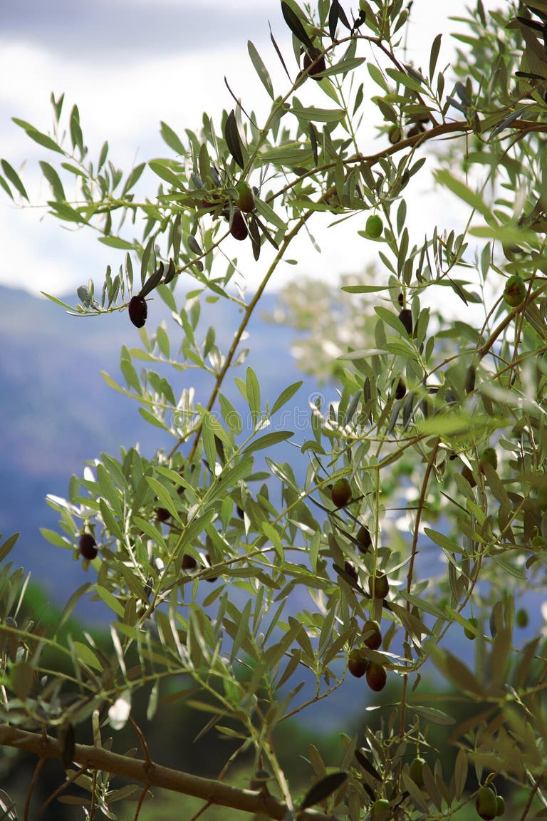 2,177 Olive Tree Restaurant Bangor Stock Photos Free & RoyaltyFree