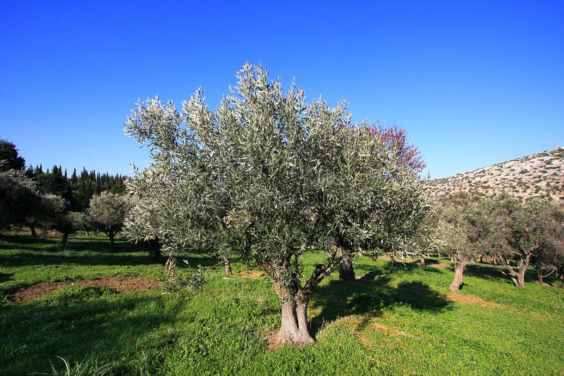 Olive tree