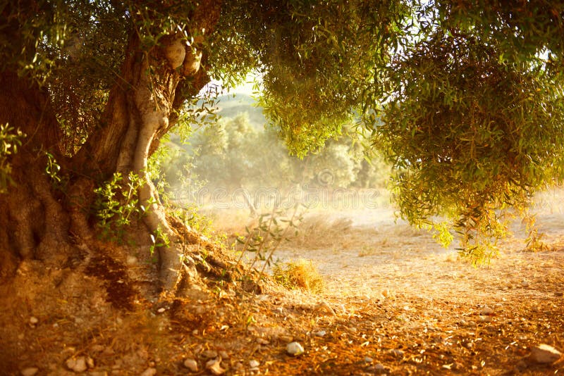 Olive Tree anziana