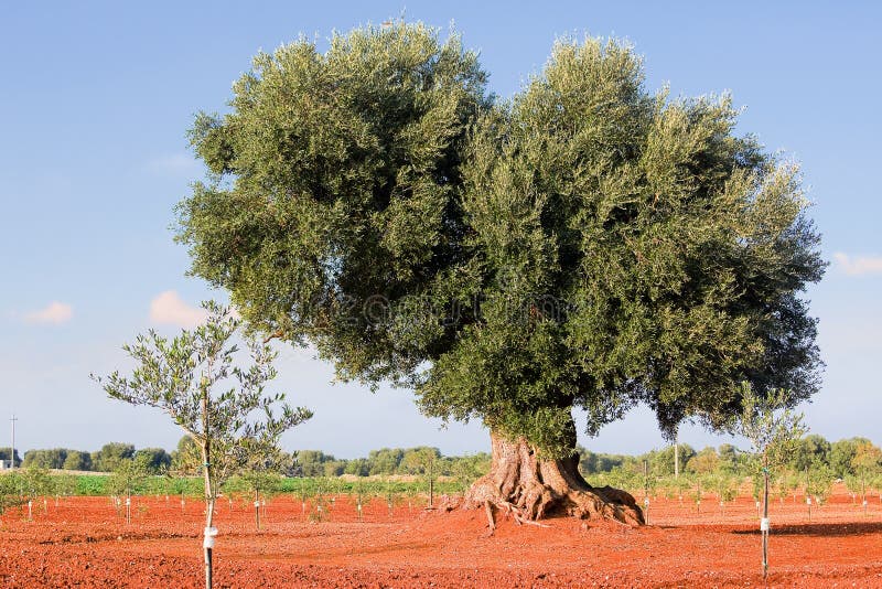 Olive Tree in Apulia (Italy) Stock Image Image of green, plant 63656455