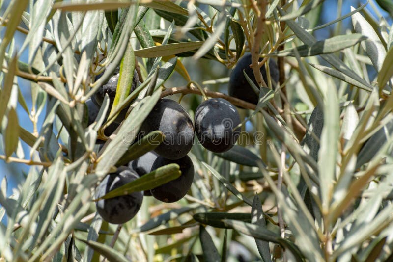 852 Big Black Olives Stock Photos Free & RoyaltyFree Stock Photos