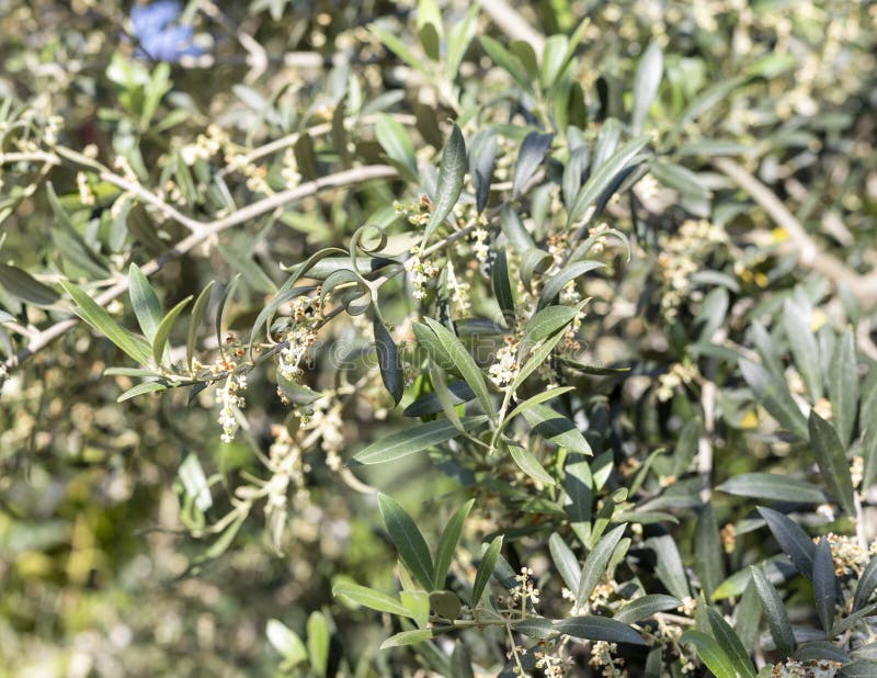 Olive Tree Blossoms and Producing Fruit in the Season Stock Image