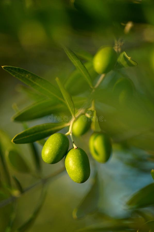 De aceituna un árbol rama.