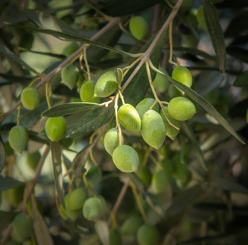 Olive tree branch