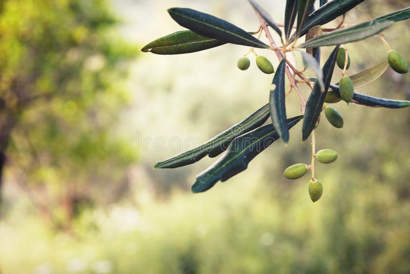 Olive On A Green Tree Branch Stock Image Image Of Natural Food