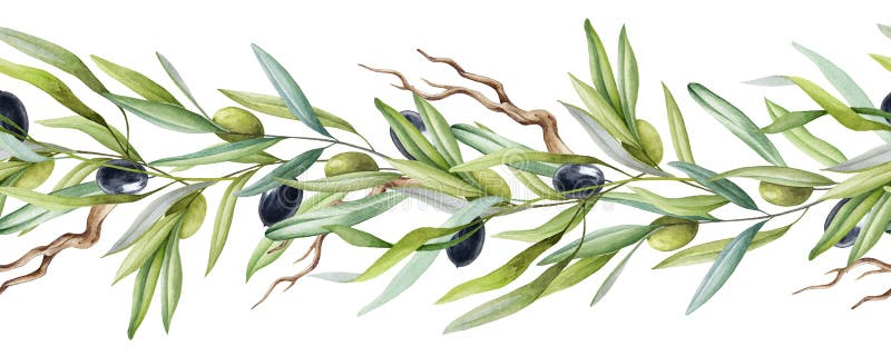 Olive tree branch seamless border with fruit and leaves watercolor element. Elegant branch border with green leaves