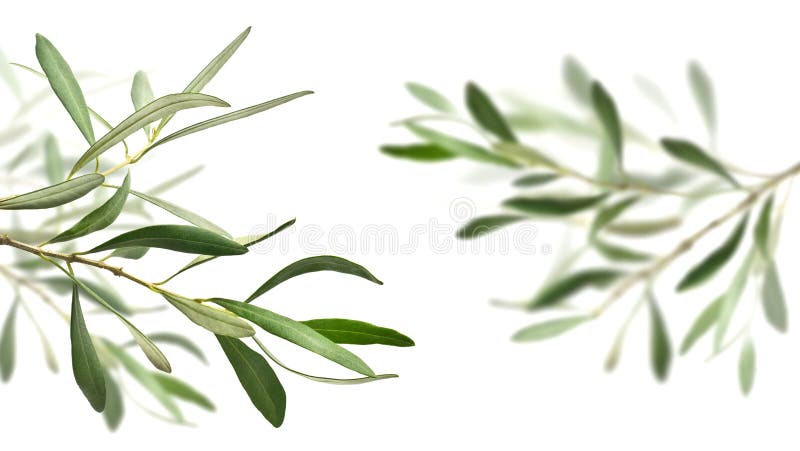 Olive tree branches royalty free stock photography Olive tree branches royalty free stock photography