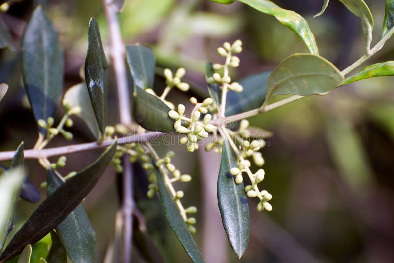 Olive Tree with Buds and Leaves Stock Image Image of flower