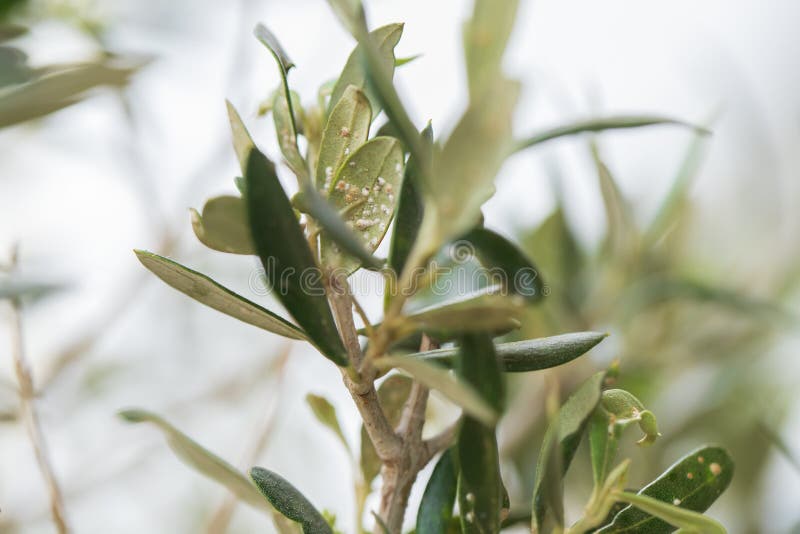 Olive Tree Damaged Leaves with Insect Stock Photo Image of green