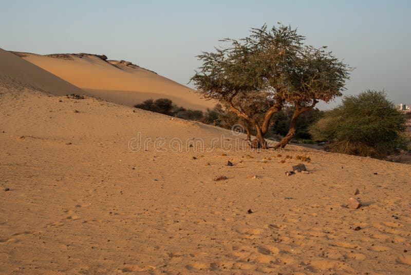 Olive tree in desert stock photo. Image of sand, agriculture 57242998