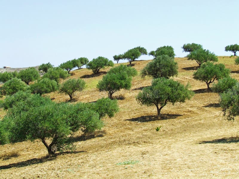 Olive tree field stock photo. Image of landscape, grow 2946298