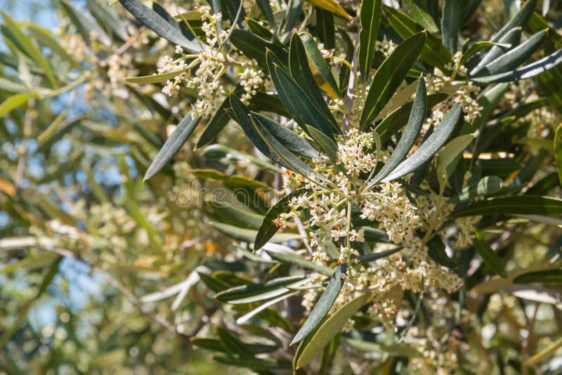 Olive Tree Flowers in Olive Grove Stock Photo Image of petals