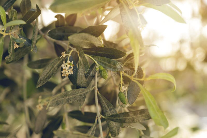 Olive Tree Flowers Open and Young Olive Fruits Stock Photo Image of