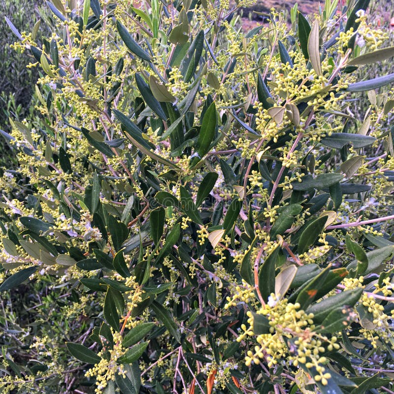 Olive tree with flowers stock image. Image of healthy 93158851